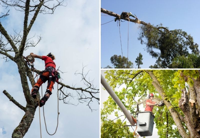 Arboriste grimpeur